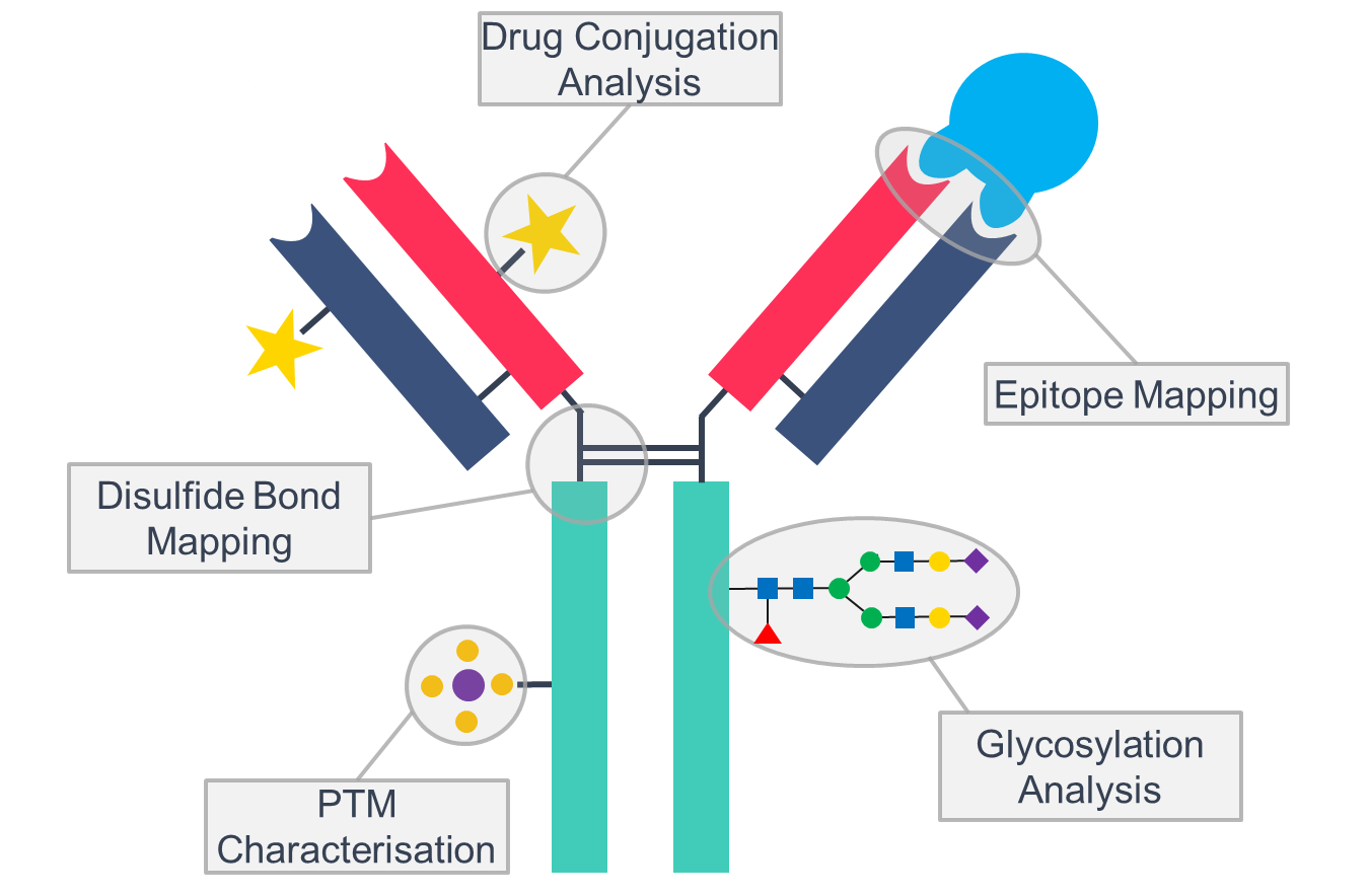 Schematic of an antibody with potential modification and characterisation