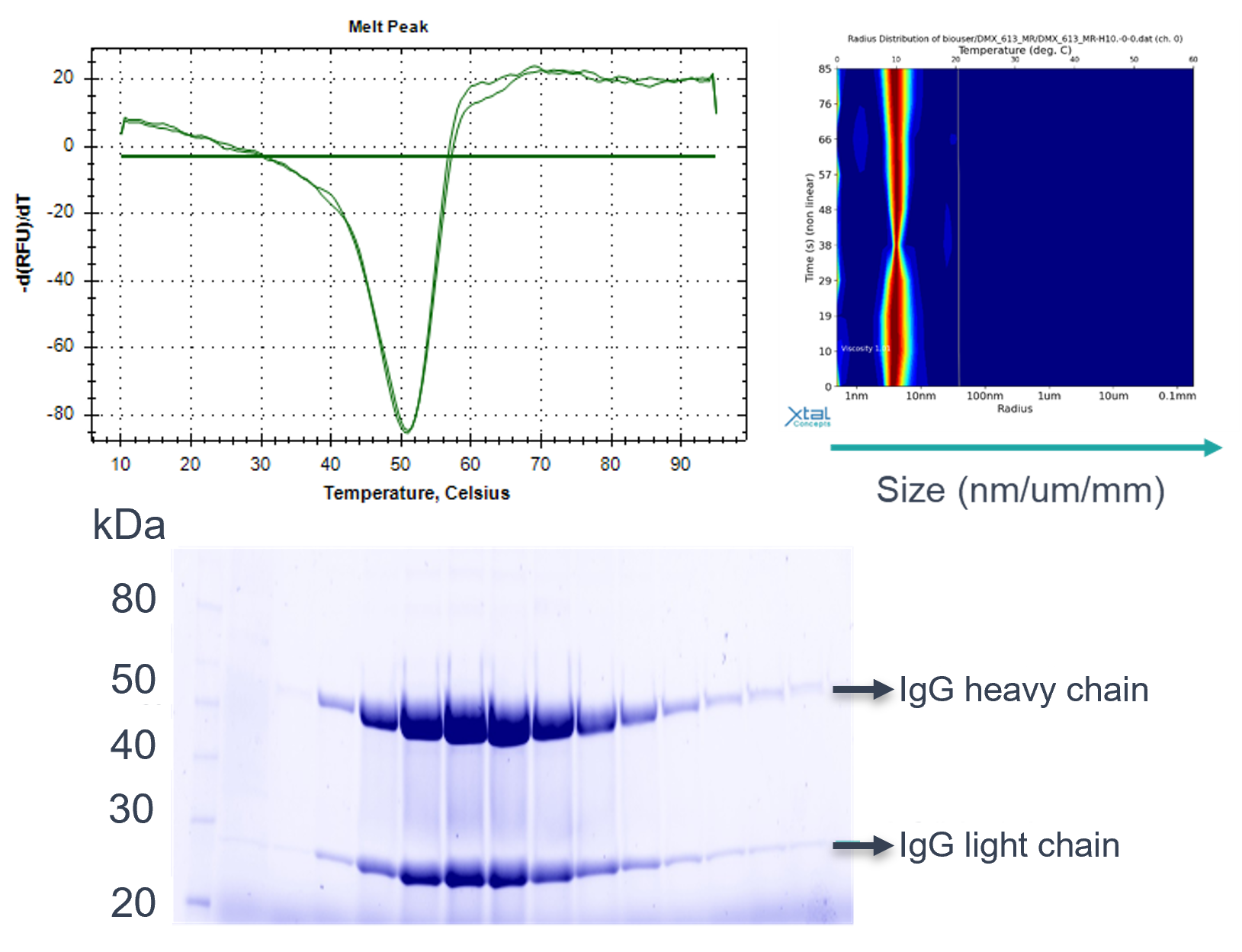 Schematic of an antibody with potential modification and characterisation