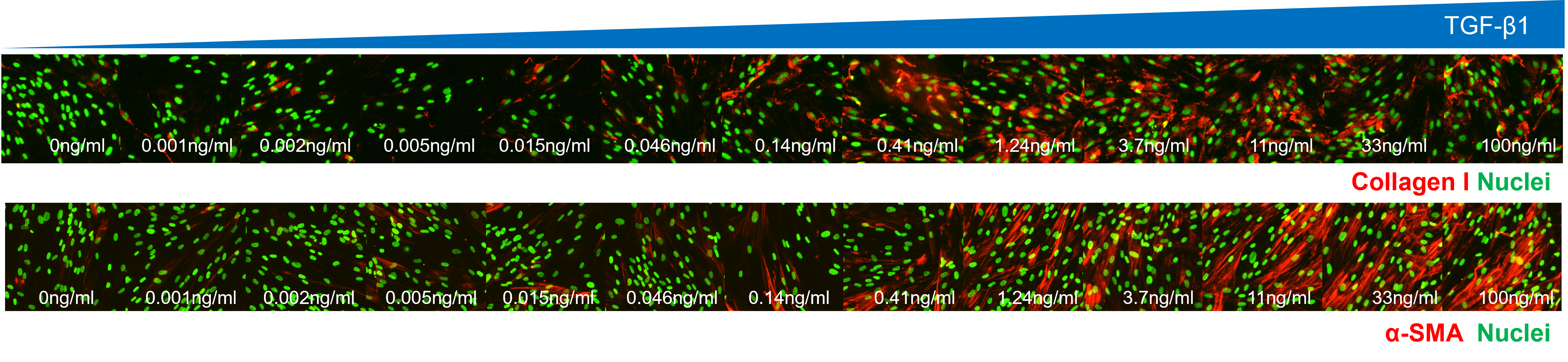 Scar-in-a-jar assay - collagen I (top)  and a-SMA (bottom) readouts
