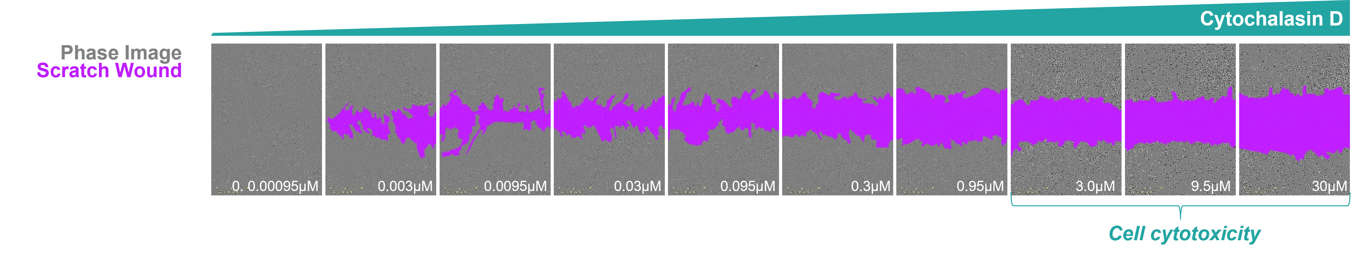 Scratch wound assay readout
