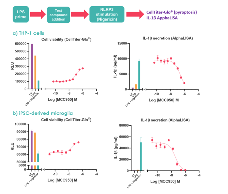 To stimulate the NLRP3 inflammasome (a) M0 differentiated THP-1 cells and (b) iPSC microglia were treated with LPS +/- nigericin. Concentration-response curves were performed with the NLRP3 inhibitor MCC950. UT denotes untreated