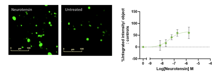 Neurotensin-induced phagocytosis of iPSC-derived Microglia. A clear concentration dependent increase in neurotensin-induced phagocytosis was seen at 21 hours