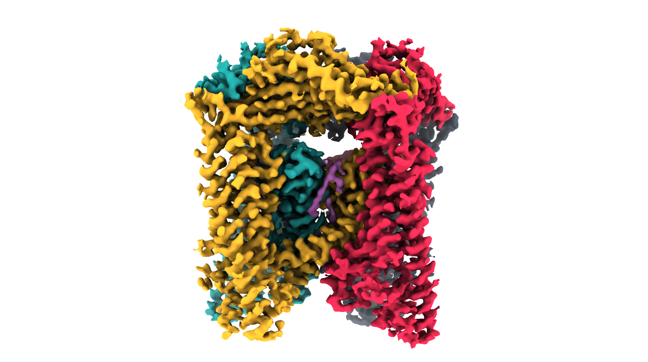 Domainex Cryo-EM structure of TRPML3 ion channel viewed from the side
