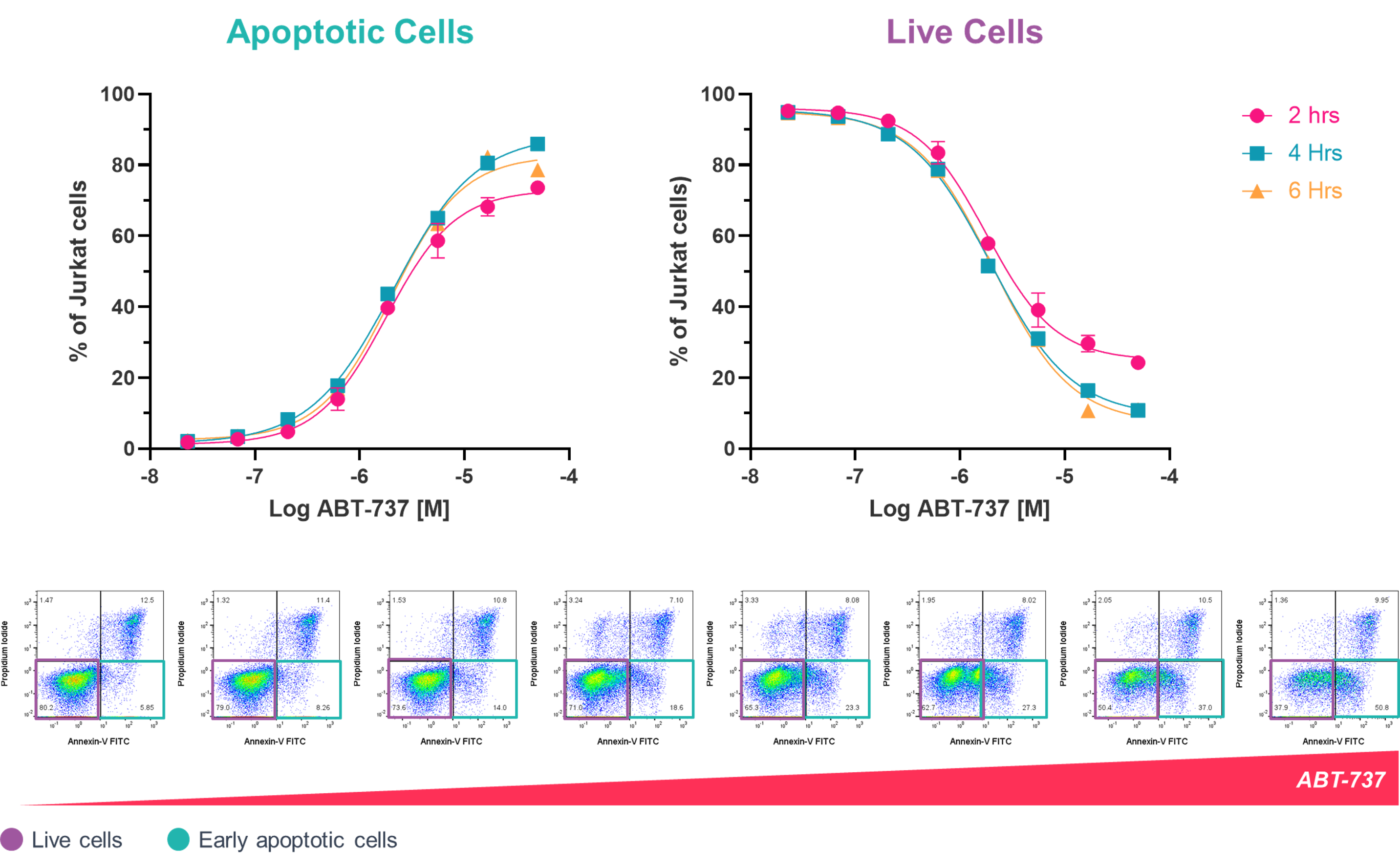 ABT-737 induces apoptosis in Jurkat cells