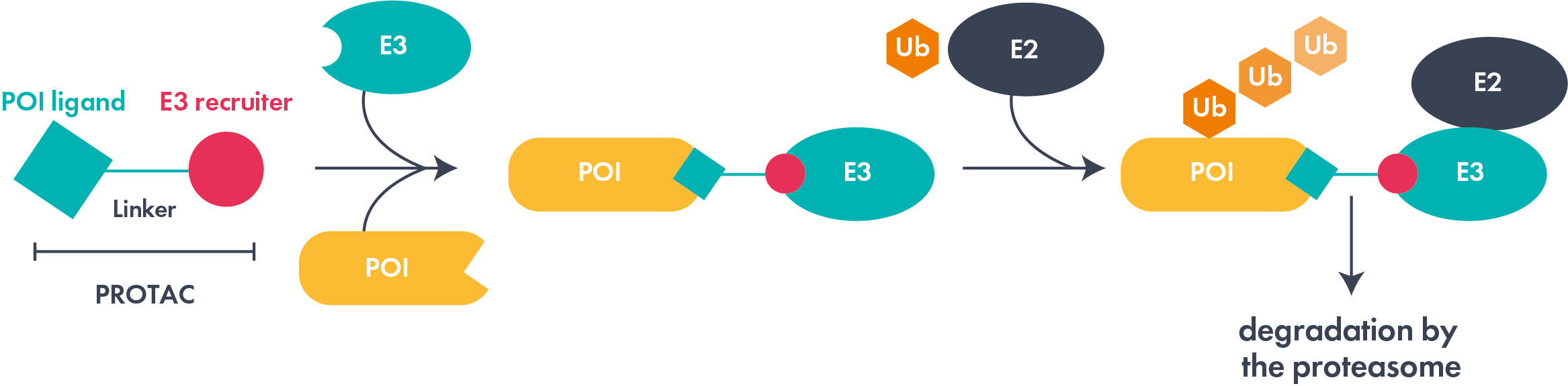 Schematic of PROTAC targeted protein degradation