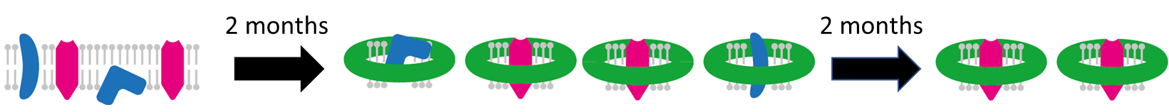 Neurotensin Figure 1