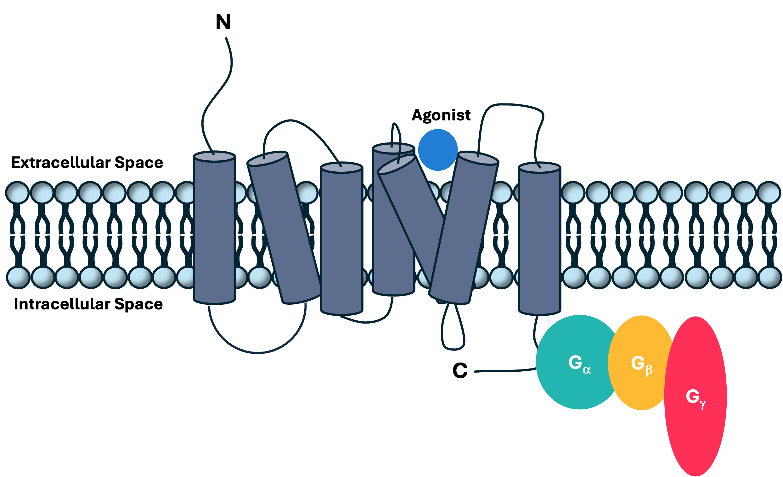 A schematic of a GPCR complex structure