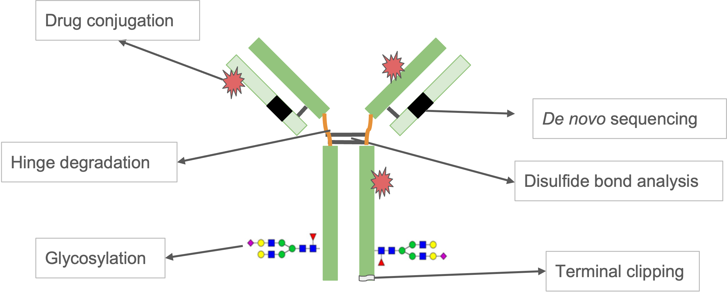 Characterisation of an engineered antibody by mass spectrometry