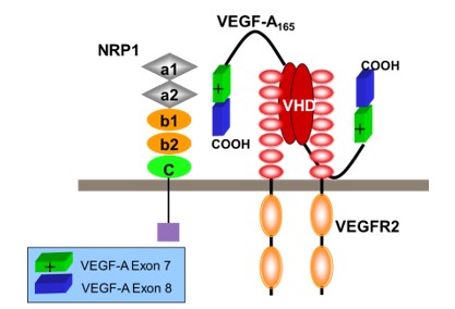 VEGF Case Study Figure 1