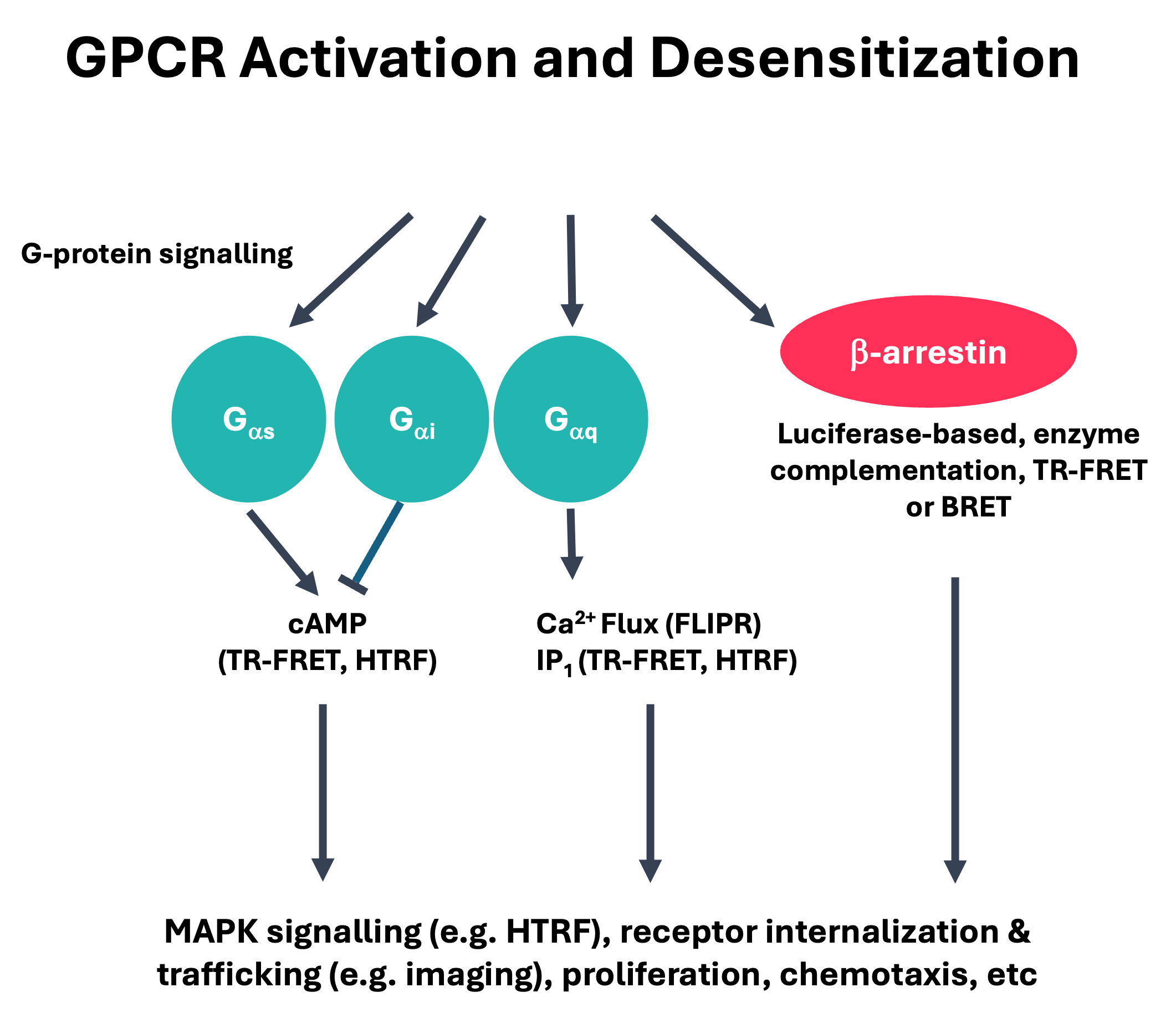 The assays systems that are typically developed for the various signalling pathways