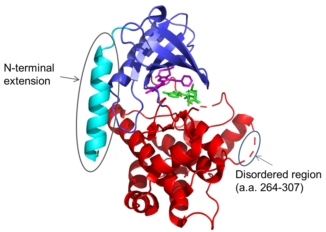 MEK-1 Crystal Structure