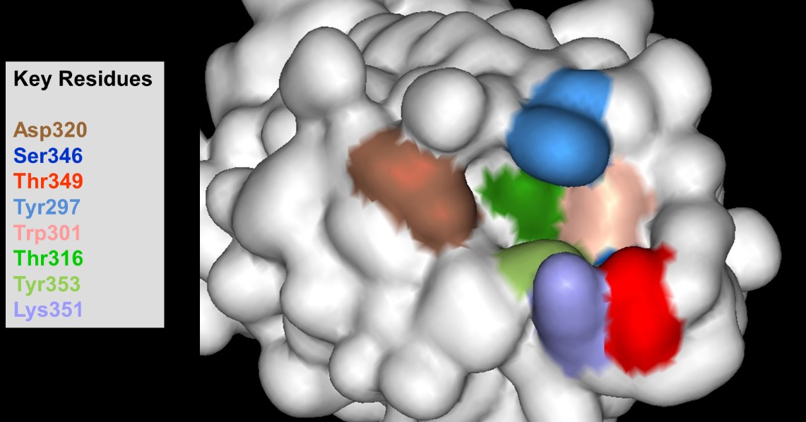 VEGF Case Study Figure 2