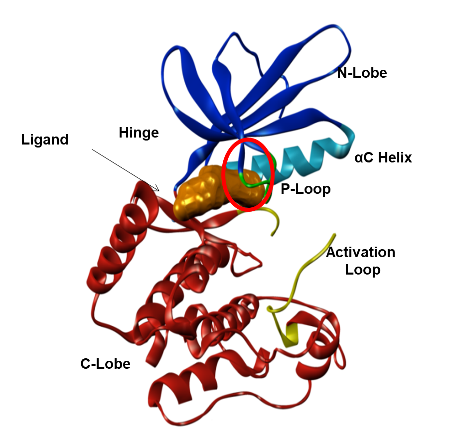 MAP4K4 Figure 3