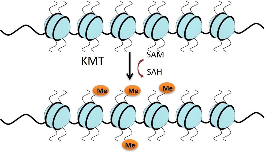 Histone Methylation