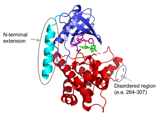 Kinase protein structure