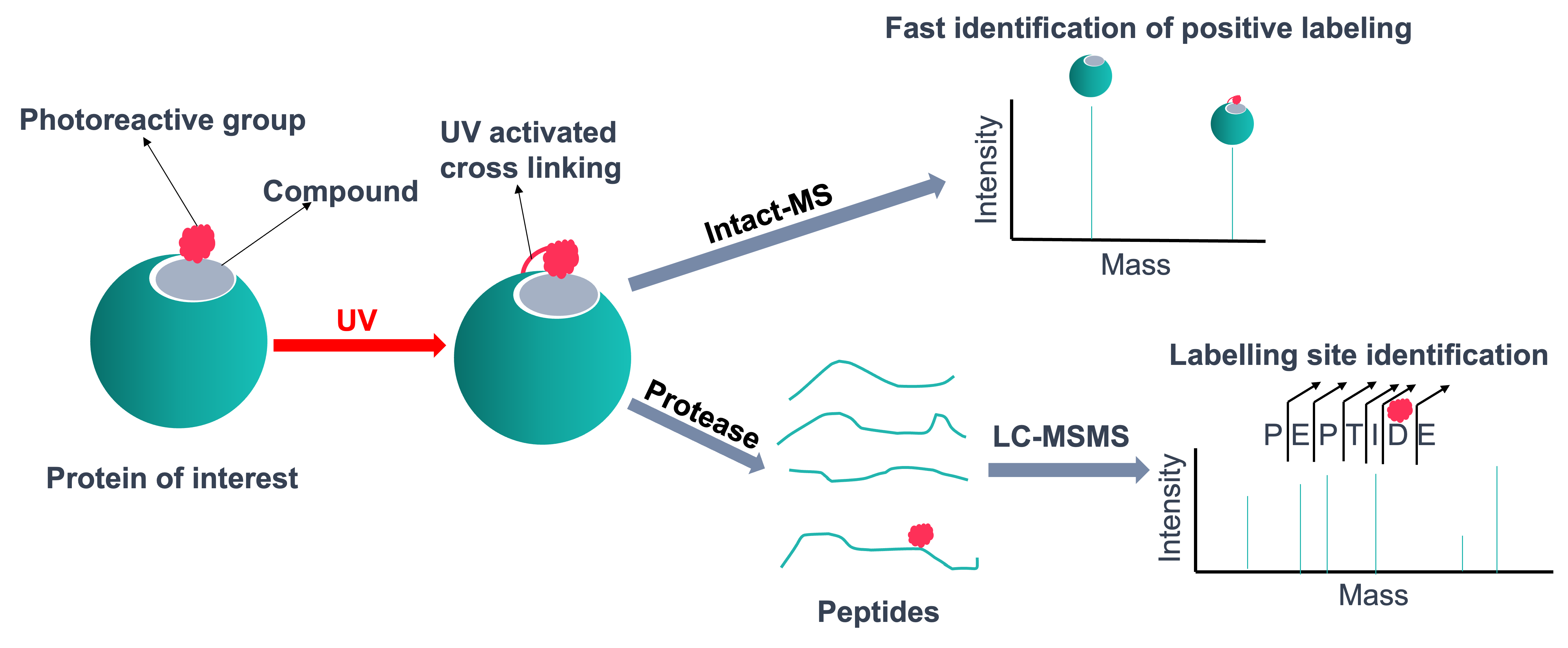 Mechanism of photoaffinity labelling