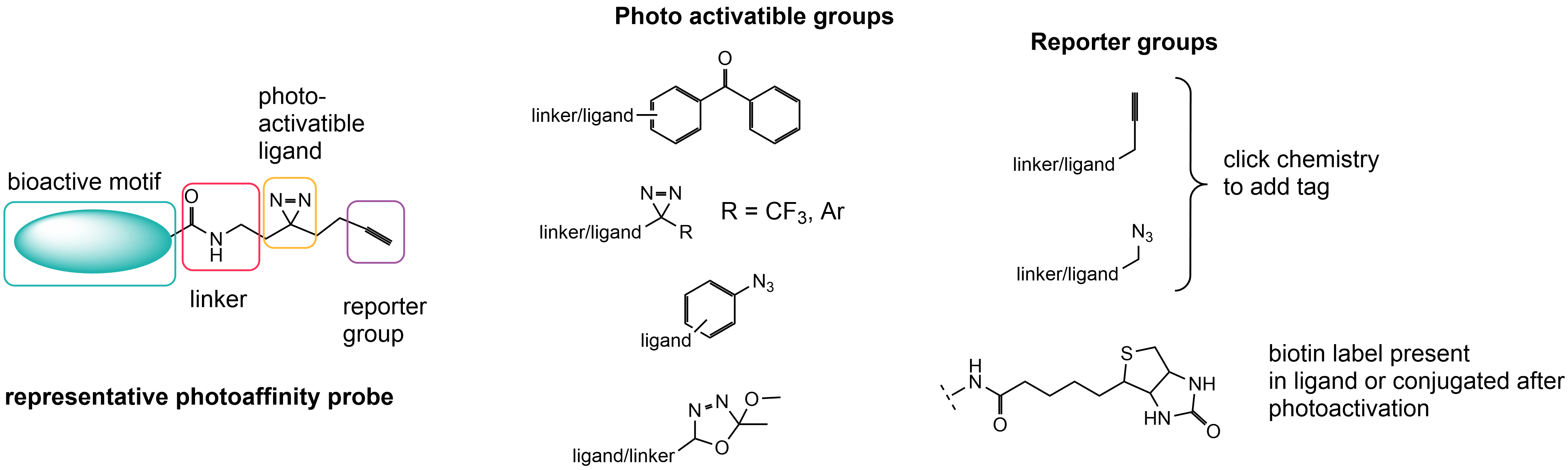Representative photoactivatable probes