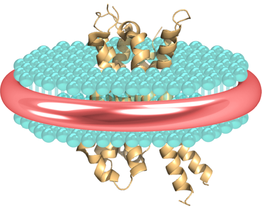 Polymer Nanodiscs
