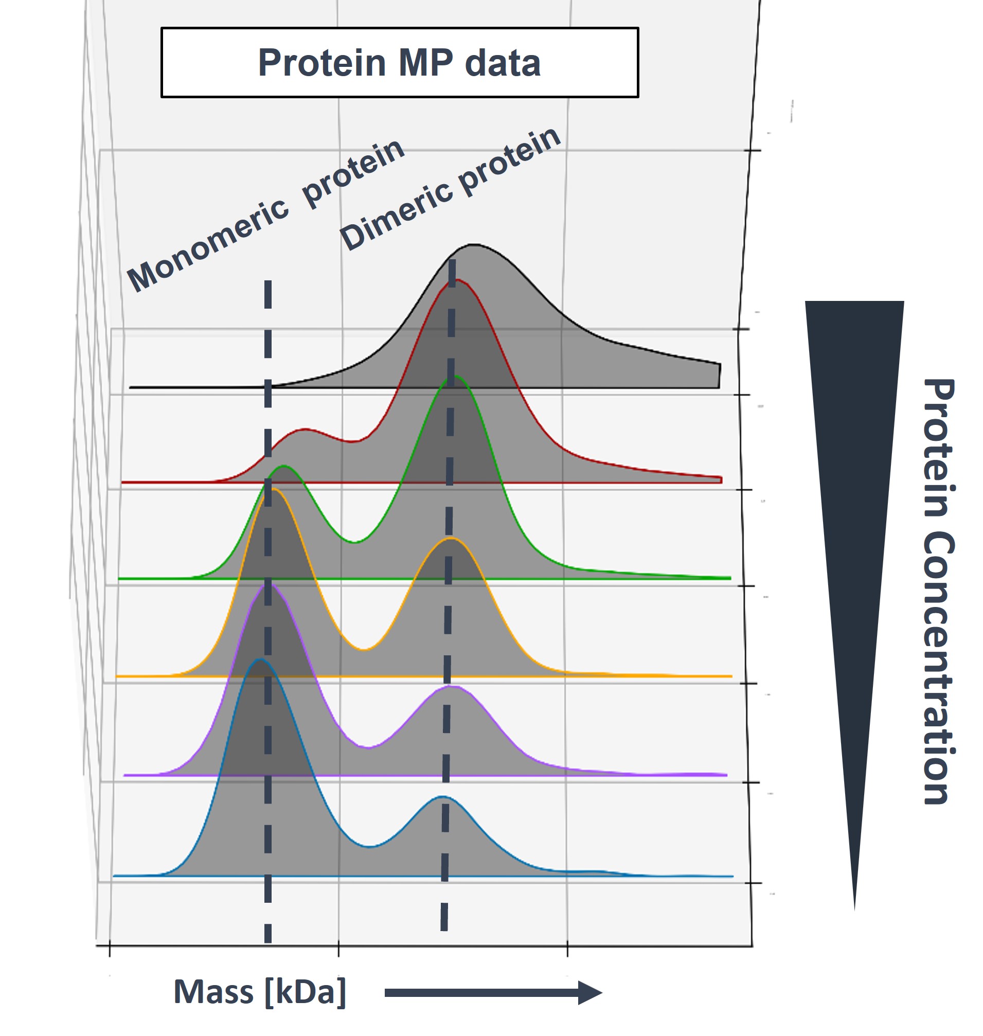 Mass photometry output showing formation of dimers as the protein concentration increases