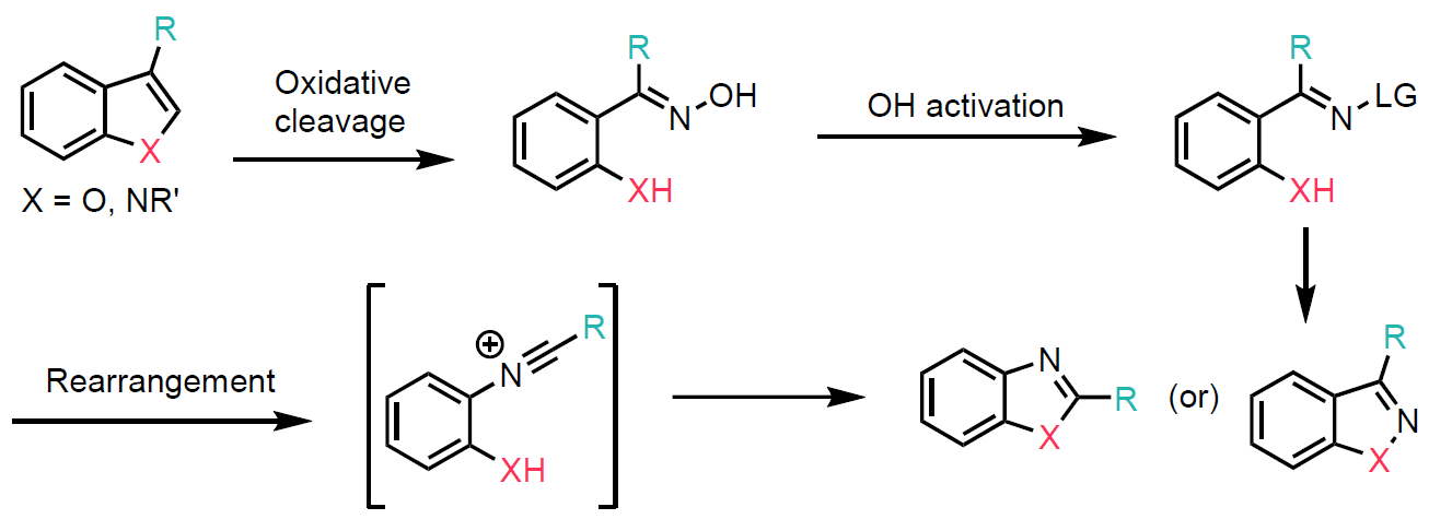 Oxidative skeletal editing of indoles and benzofurans.