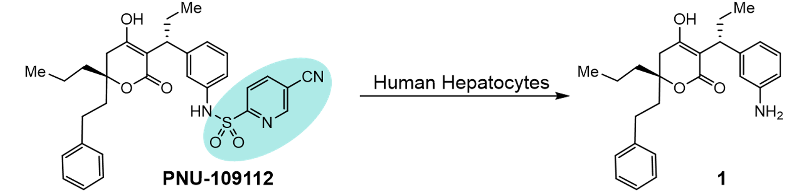 Human hepatocytes reaction.