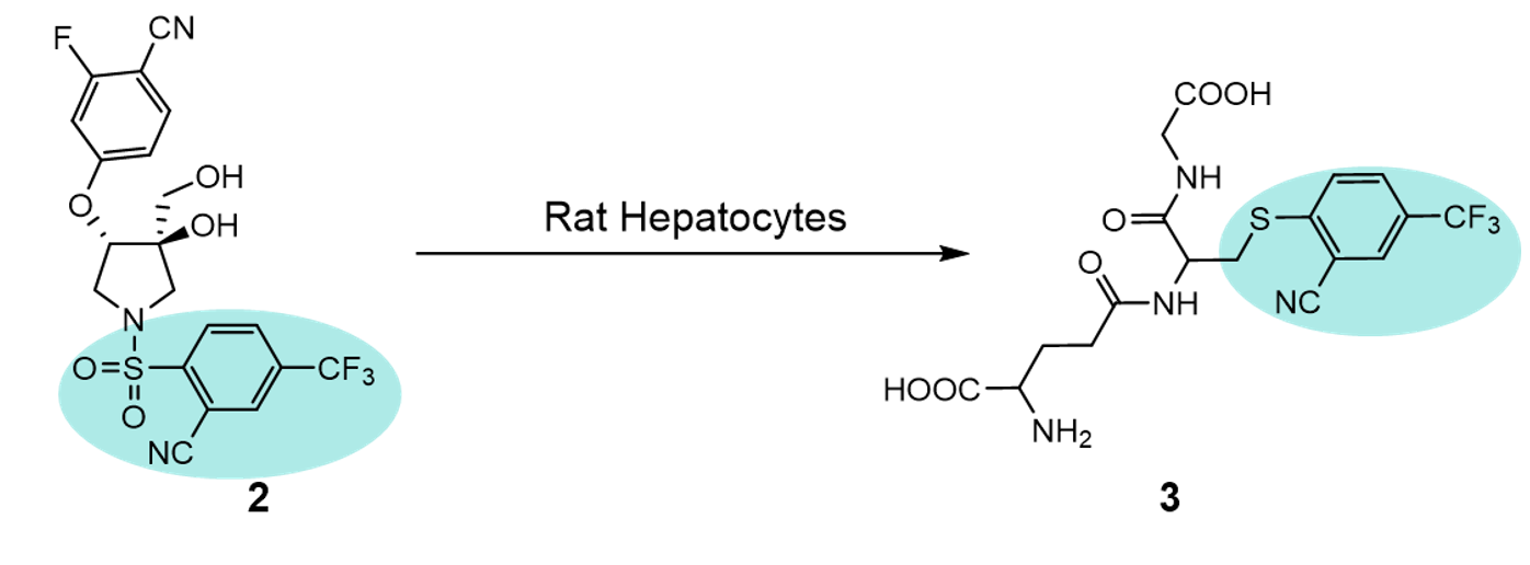 Rat hepatocytes reaction