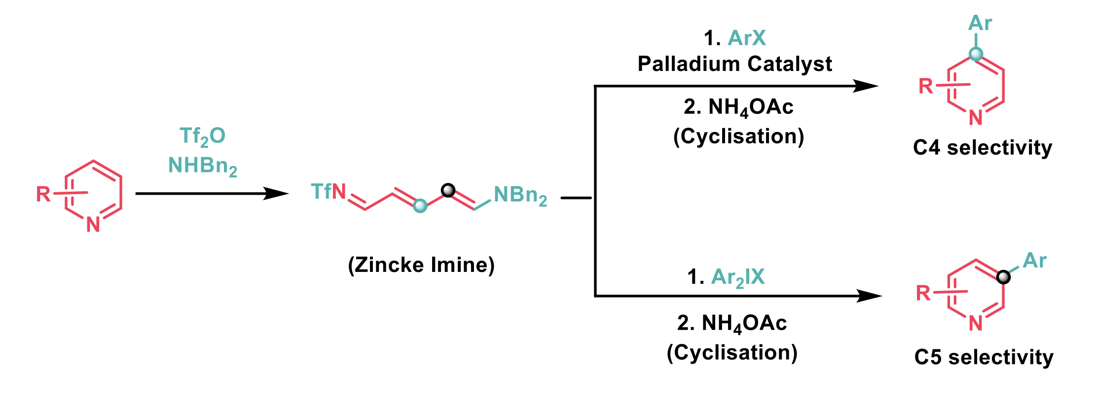 Zincke imines, which are formed by the treatment of pyridine with triflic anhydride and a secondary amine undergo regiodivergent arylation.