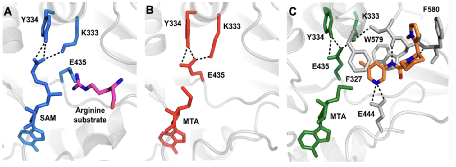 X-ray crystal structure of PRMT5 bound to: (A) SAM; (B) MTA; (C) 1-R and MTA.