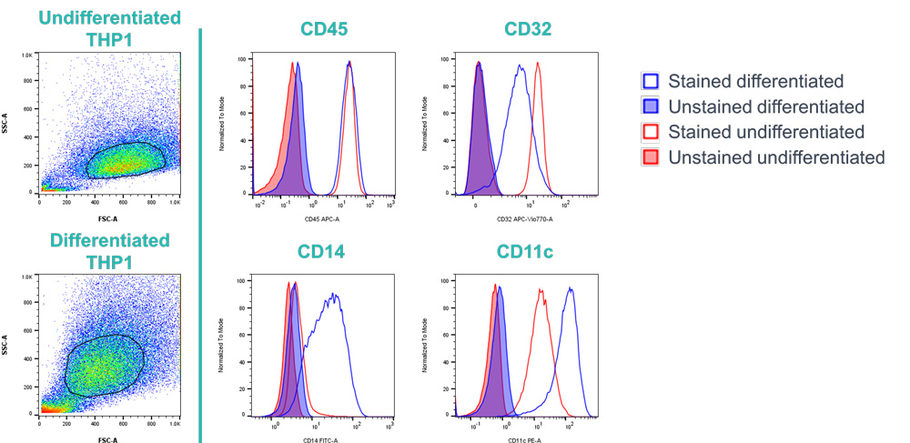 Dot plots and histograms showing differences in morphology and surface marker expression between differentiated and undifferentiated THP1 cells. 