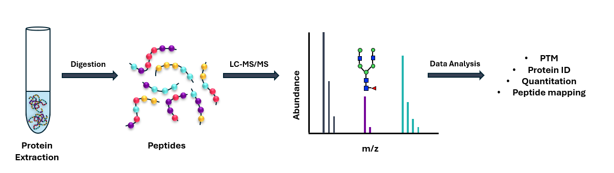 Schematic representation of bottom-up proteomics workflow which can be utilised for a number of bioanalytical applications
