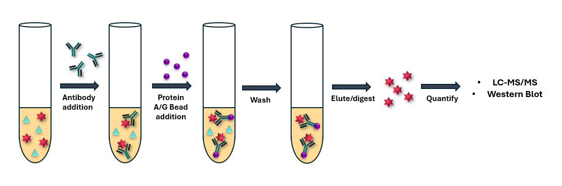 Schematic representation of immunoprecipitation step used to purify the protein of interest