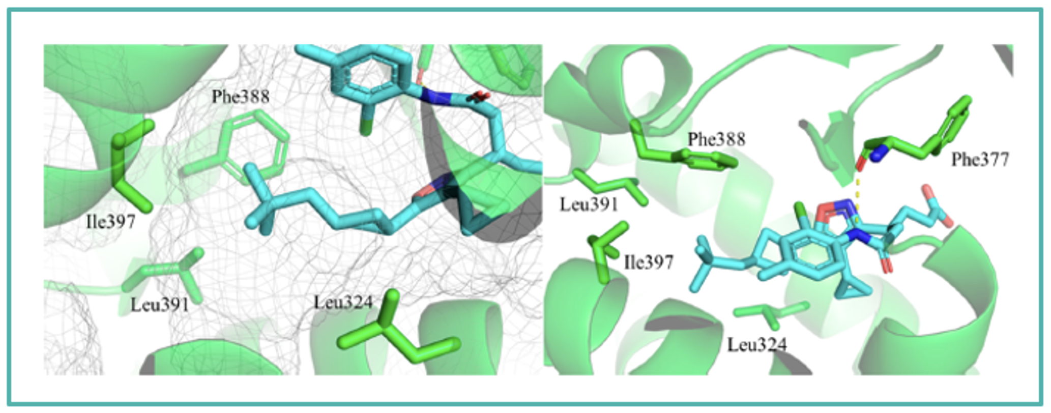 Cocrystal structure of JTE-151 in RORγ (PDB 8X7E)