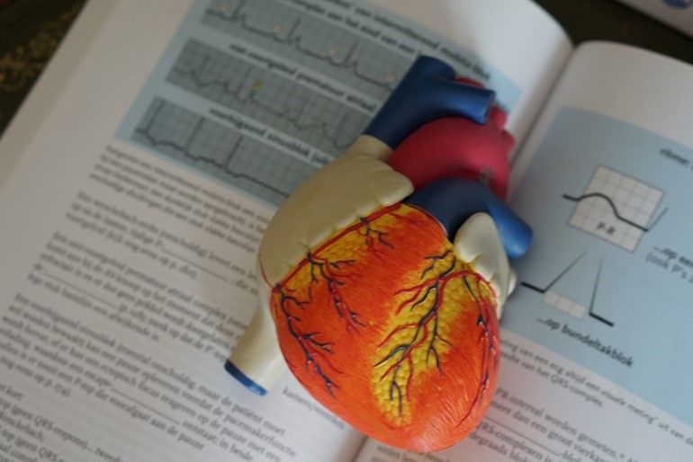 heart model