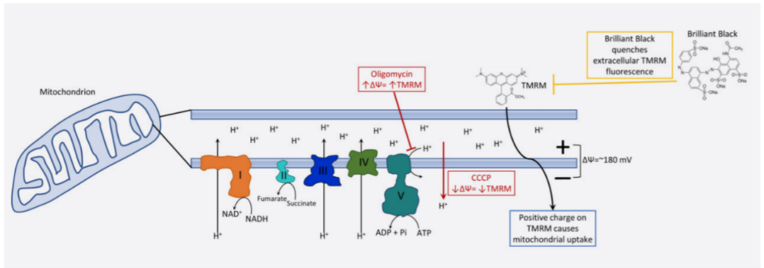 Mitochondrial diagram