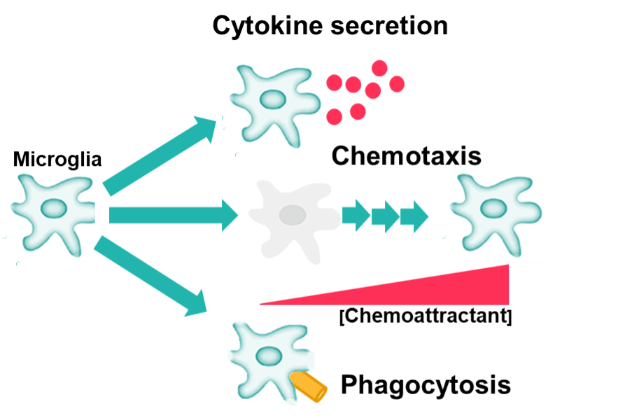 neuroinflammation-mediated neurodegeneration