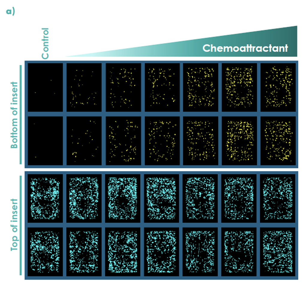 chemoattractant