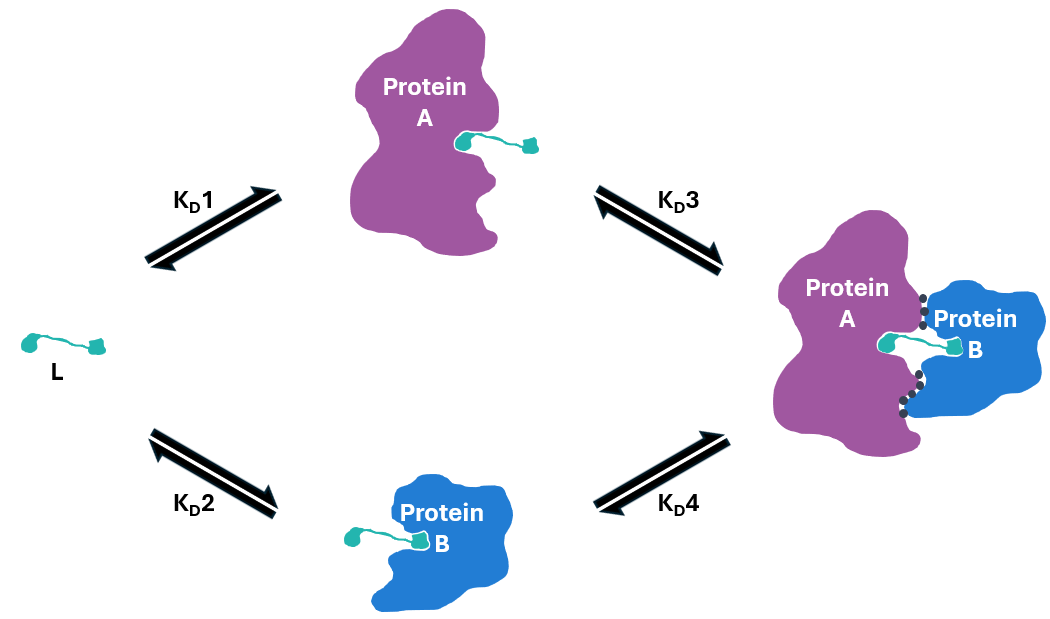 Ternary Complex Equilibria Model
