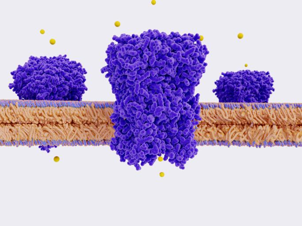 Membrane protein molecular image