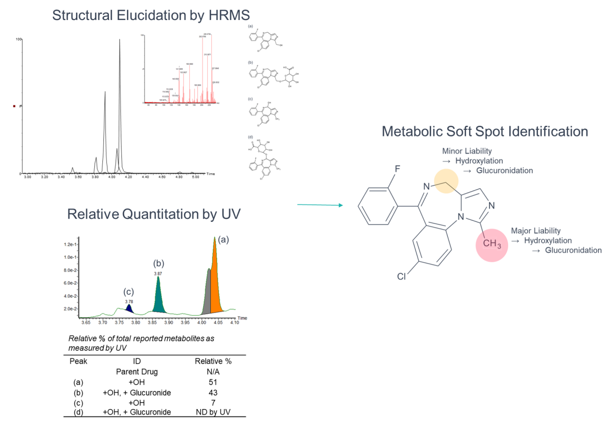 Observed metabolites for Midazolam following incubation in cynomolgus macaque hepatocytes for 60 minutes