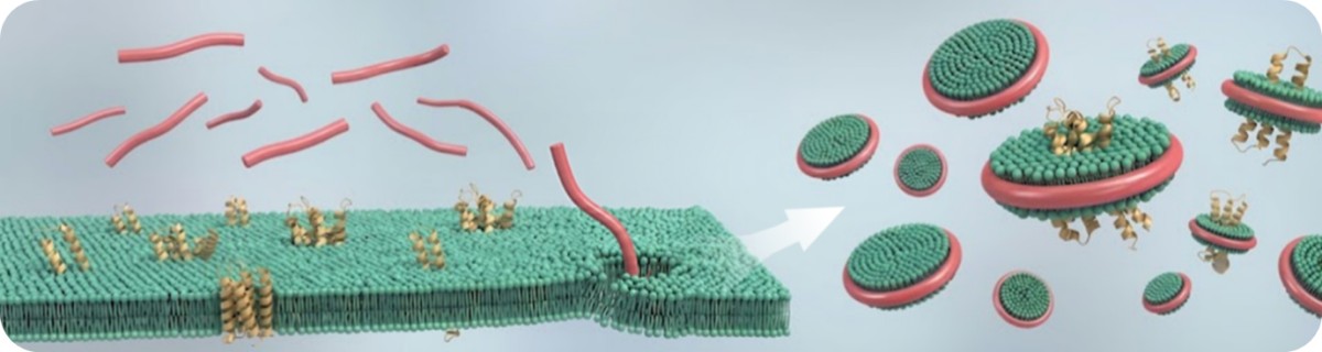Formation of nanodiscs to extract membrane proteins