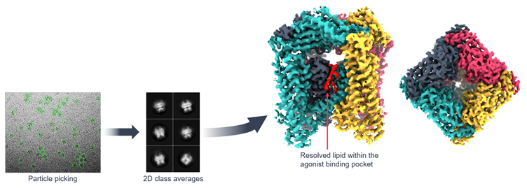Cryo-EM data of a membrane protein extracted with Domainex PureDisc technology