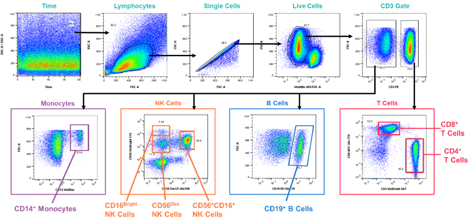 Gating strategy to identify key immune cell populations in stained PBMC sample