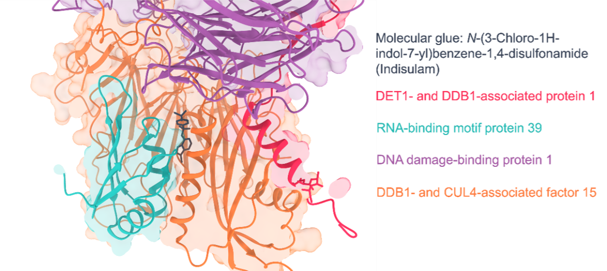 Graphic of a molecular glue bound to a protein