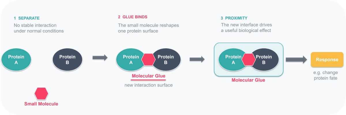 Schematic of how a molecular glue brings two proteins into close proximity